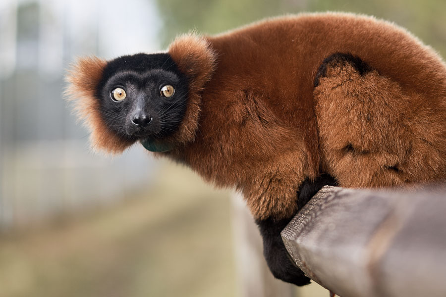 Photo by Wyatt Kostygan. A red-ruffed lemur, critically endangered in its native Madagascar, finds a protected home at the Myakka City Lemur Reserve.