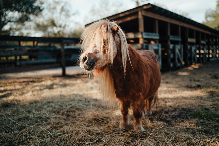 Friendly and curious, mini horses make comforting and adorable companions, especially for the elderly and differently-abled. Photography by Wyatt Kostygan.