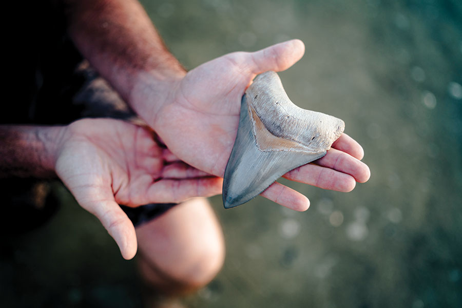 Frignoca cradles a five-inch megalodon tooth, discovered right off Venice Beach. 