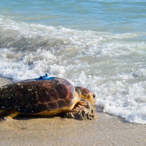 Public Invited to Attend Sea Turtle Sendoff Celebration