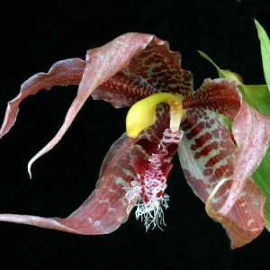 Selby Gardens to Showcase Photography of Rare Orchids in Annual Orchid Show
