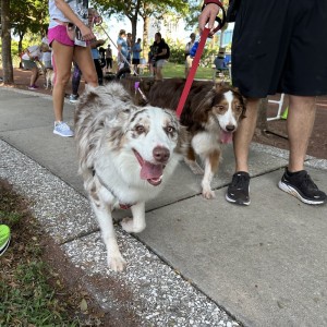 Get Your Mutt Movin' at Payne Park