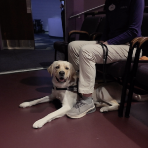 Dogs Inc Takes a Training Day at the Van Wezel Performing Arts Hall