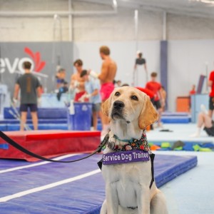 Dogs Inc Puppies Provide Smiles at EVO Gymnastics