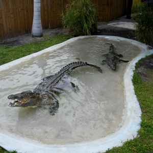 From Apex Predators to Lovers