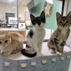 Open Your Heart and Home to a New Pet
