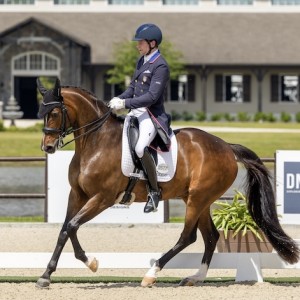 A Peek into the Elegant World of Dressage
