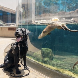 A Canine Takeover at Mote SEA Courtesy of Dogs Inc