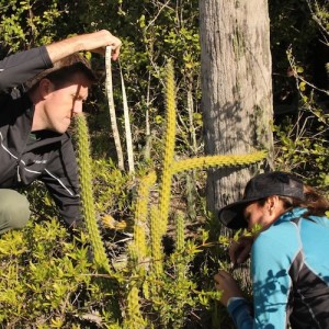 Marie Selby Botanical Gardens Transforms Plant Conservation, One Epiphyte at a Time