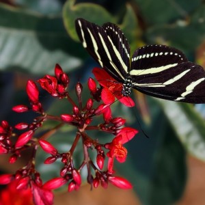  Selby Gardens Announces Winners of Virtual 46th Annual Juried Photographic Exhibition