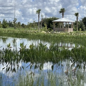 $1-Million Community Match Launched to Advance Rewilding Project at Celery Fields