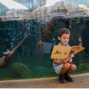  Mote Marine Otters Help Kick off Sarasota County's Newest Reading Adventure
