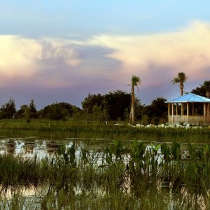  Environmental Organizations Invite Community to Grand Opening of SE Quad at Celery Fields