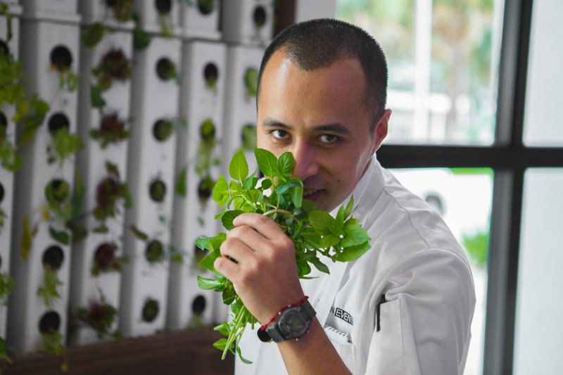 Garden wall that grows kale, thai basil, mint, sorel, black kale, and lettuce. The wall is supplied by Uriah�s Urban Farm out of Tampa. Photo by Wyatt Kostygan.