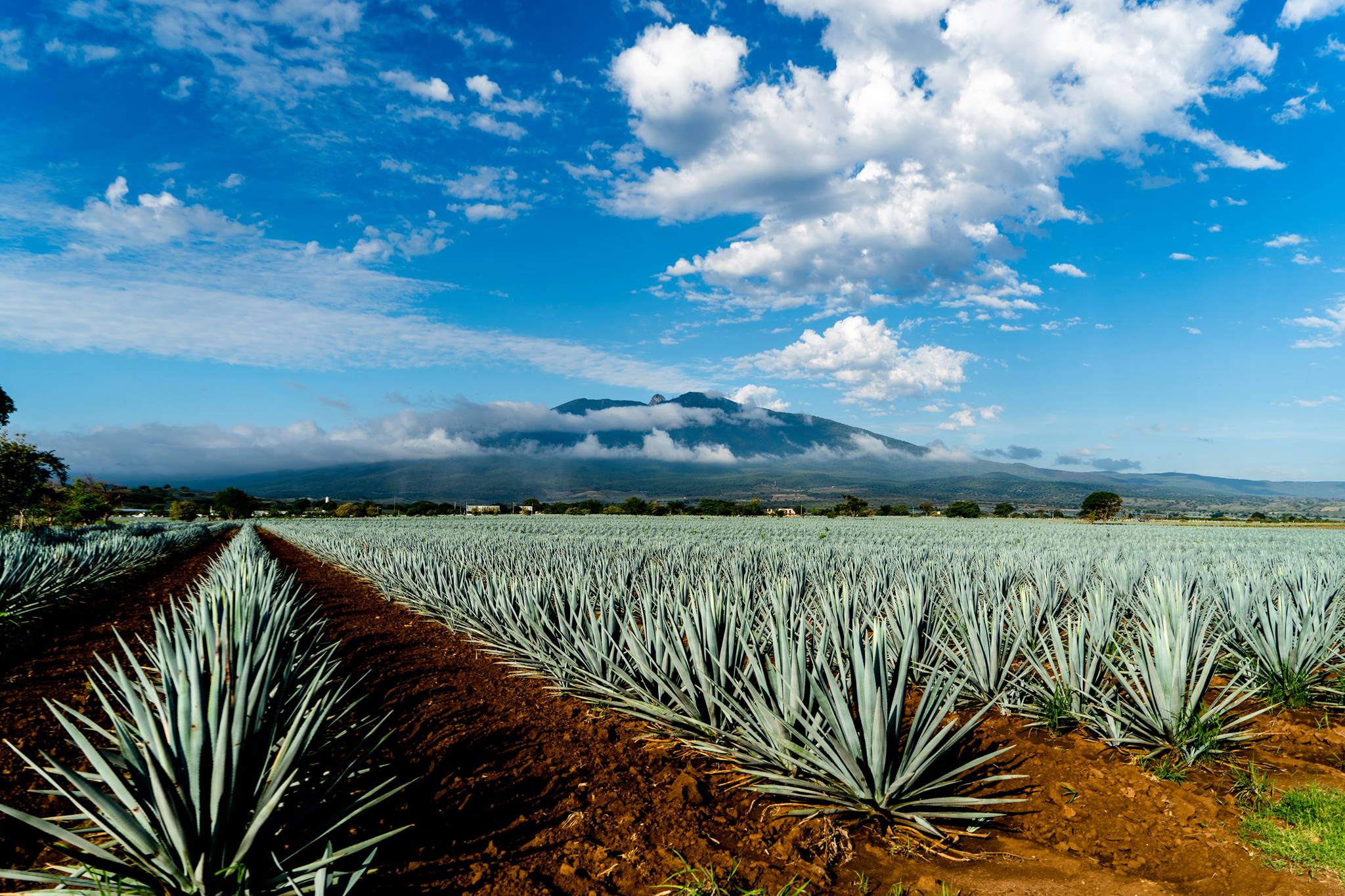 Photo of thriving agave plants at La Cofradia in Tequila Valley, Mexico courtesy of Hiatus Tequila
