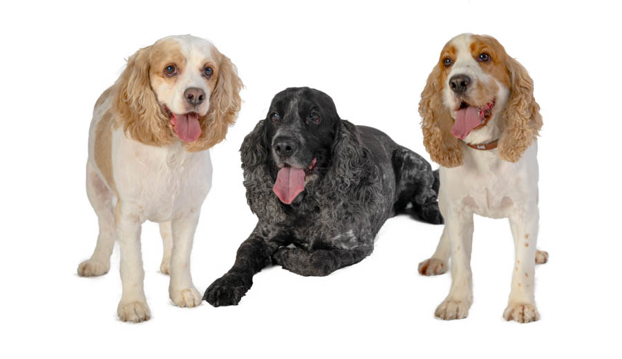 Photography by Wes Roberts