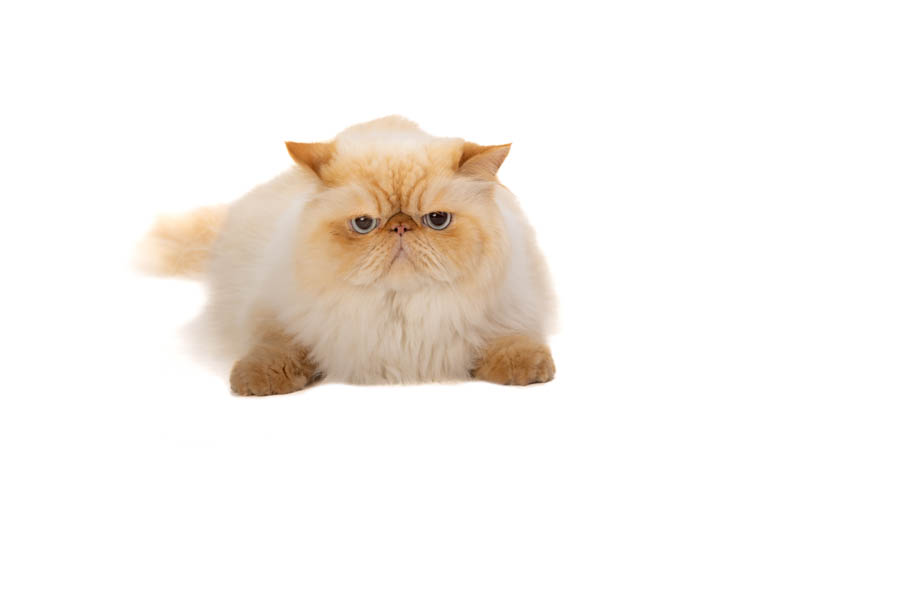 Photography by Wes Roberts